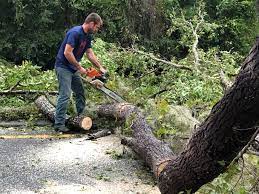 Best Tree Maintenance Programs  in Frankford, DE