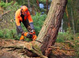 Why Choose Our Tree Removal Services in Frankford, DE?