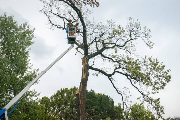 Frankford, DE  Tree Services Company